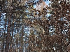 -帽儿山国家森林公园