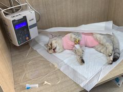 -北京观赏动物医院·24小时大型综合·猫专科·异宠专科