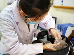 -宠爱国际动物医院· 猫科· 外科·中兽医(长白店)