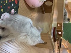 -猫和宫(六道口店)