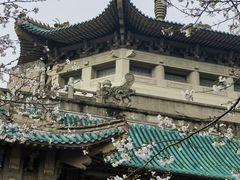 -武汉大学-樱园