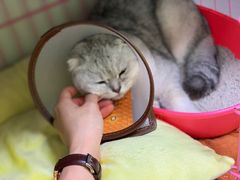 -瑞鹏宠物医院·骨科·猫科·内科(第一中心)