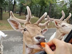 -秦皇岛野生动物园