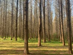 -日照海滨国家森林公园