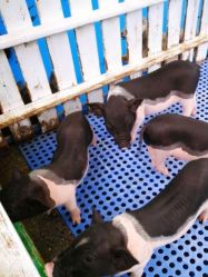 -萌宠亲子动物乐园(槐房万达店)