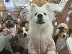 -汪说·狗咖·拼豆·宠物周边DIY(旺城大厦店)