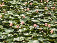 -白鹭湾湿地公园