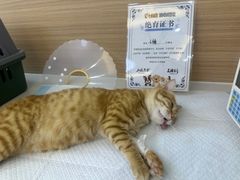 -达爱动物医院·犬猫分区·CT·复杂眼科(远洋山水分院)