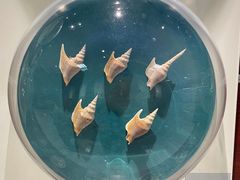 -青岛贝壳博物馆