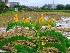 -崖口云吞(中堡店)