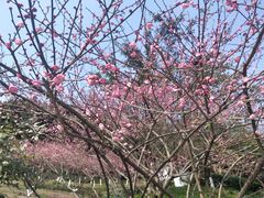 -重庆彩云湖湿地公园