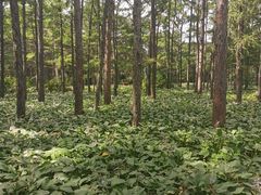 -黑龙江省森林植物园