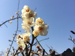 -香雪海