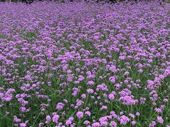 -西京湾花海