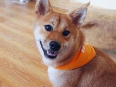 -柴犬高等学院·狗咖·柴犬售卖·宠物训练