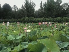 -三圣花乡旅游区