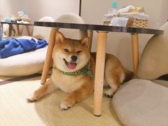 -逗柴咖啡屋·狗咖猫咖宠物桌游
