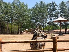 -大连森林动物园