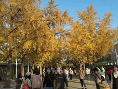 -三里屯东五街银杏大道