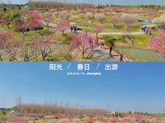 -花开海上生态园