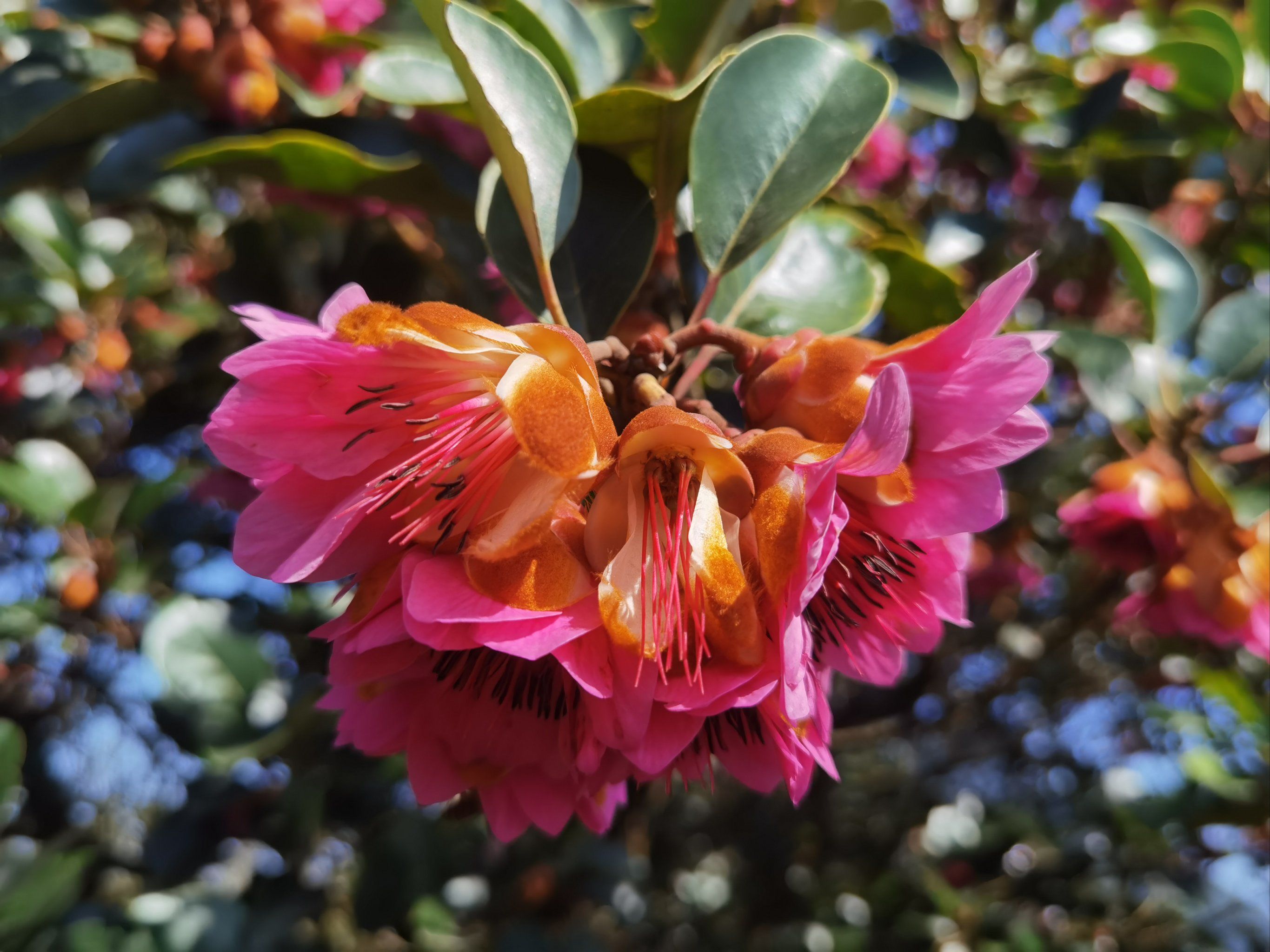 北方晒雪,深圳晒花