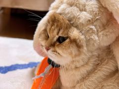 -老吴的猫·猫舍(新区店)
