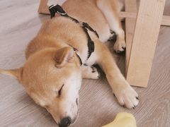 -浣熊柯尔鸭土拨鼠·电玩咖