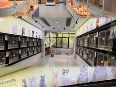 -翊宠yipet猫狗购宠庄园犬舍•猫舍