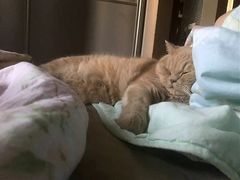 -东方名猫馆·英短金渐层布偶猫舍(环线广场1号楼店)