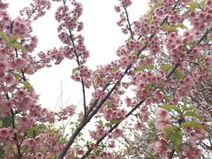 -武汉大学-樱园