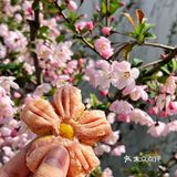 樱花提拉米苏🌸武汉的春日限定粉