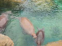 -珠海长隆海洋王国