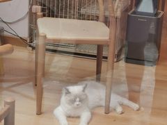 -猫咪派对(江南西店)