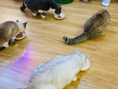 -滚猫咖啡·猫咖·猫友好撸猫(未来城店)