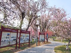 -桃花堤公园