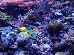 -西雅图水族馆