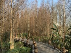 -桤木河湿地公园