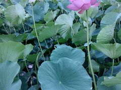 -莲花池公园