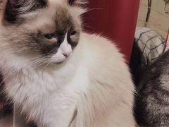-猫色咖啡·猫咖