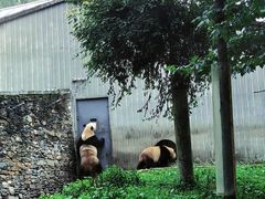-卧龙中华大熊猫苑神树坪基地