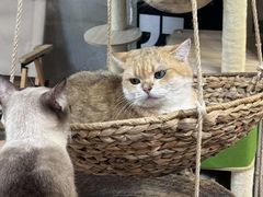 -Heymao猫咖.咖啡厅(东门店)