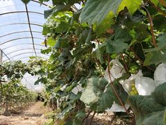 -马陆小张葡萄园农家乐