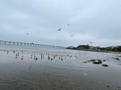 -星海湾跨海大桥