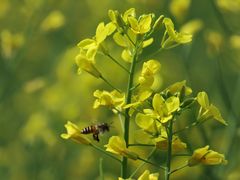 -光明小镇欢乐田园