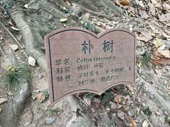 -上海佘山国家森林公园天马山园