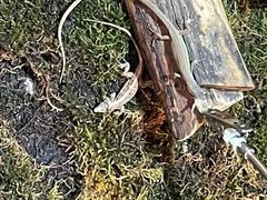 -上海大自然野生昆虫馆