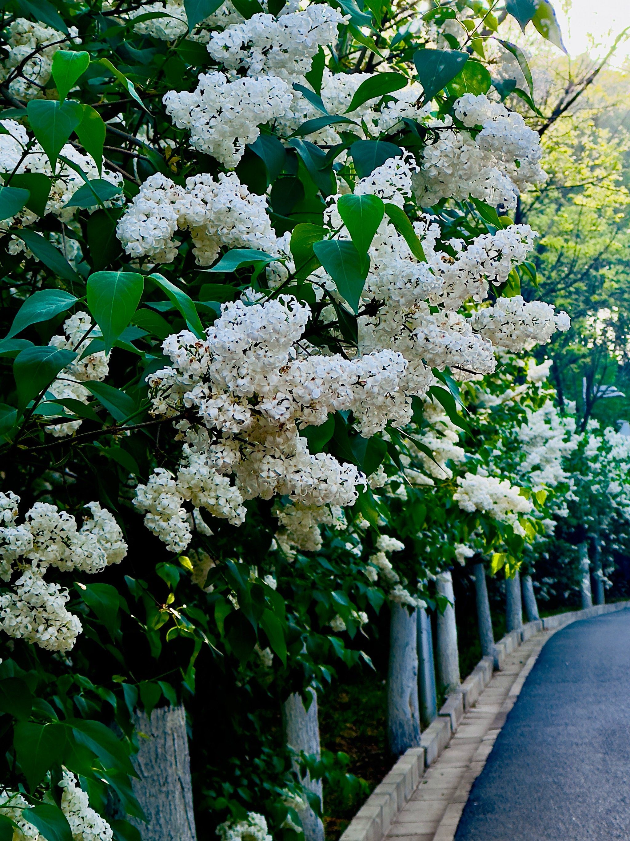 市内的丁香大都已经谢了,我却在园博园看到