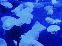 -太平洋海底世界