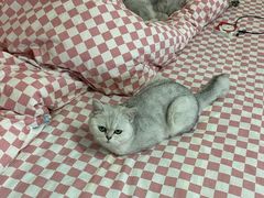 -猫大福·Fortune Cat猫舍(百子湾店)