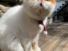 -喵屿·大理花园猫咖